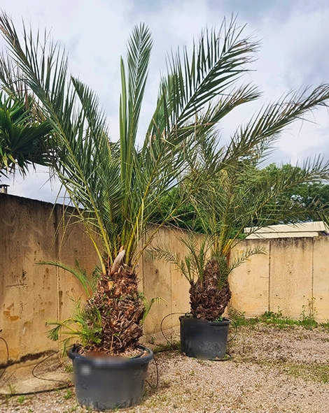 Vente arbre Castres, Vente arbre Vielmur-sur-Agout, Vente arbre Mazamet