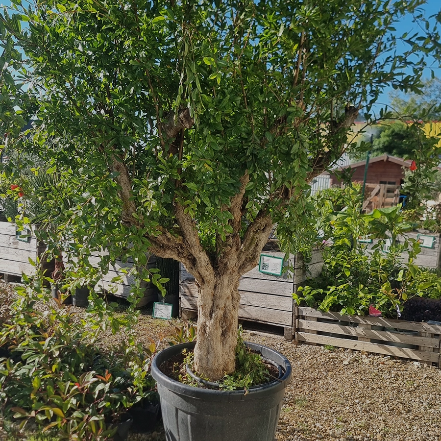 Vente plante Castres, Vente plante Vielmur-sur-Agout, Vente plante Mazamet