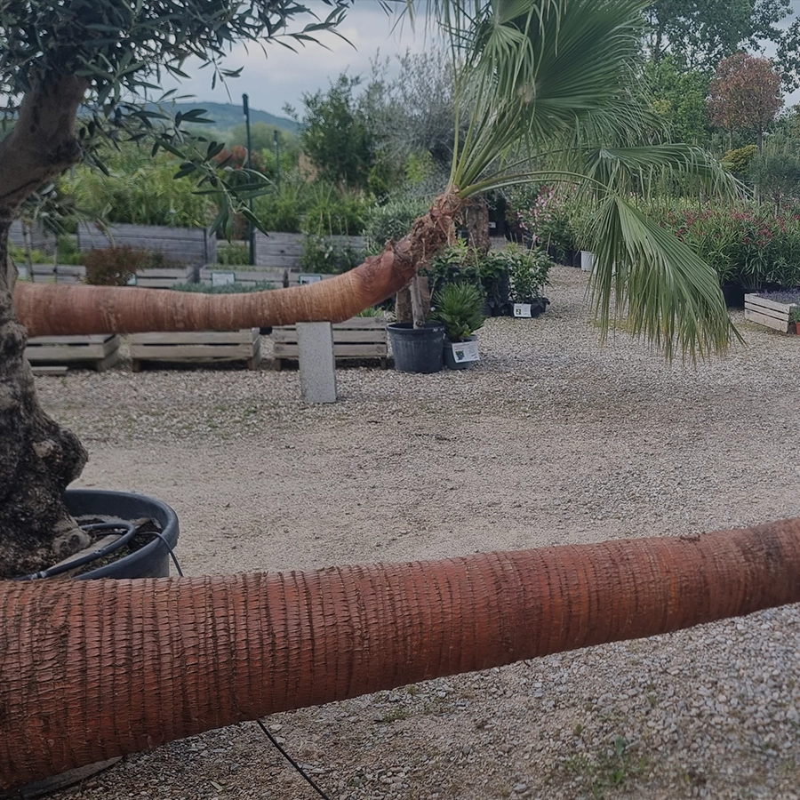 Conseil en plantation Castres, Conseil en plantation Vielmur-sur-Agout, Conseil en plantation Mazamet